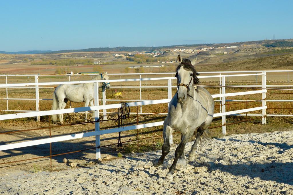 Rural Reillo Alojamientos Rurales Екстер'єр фото