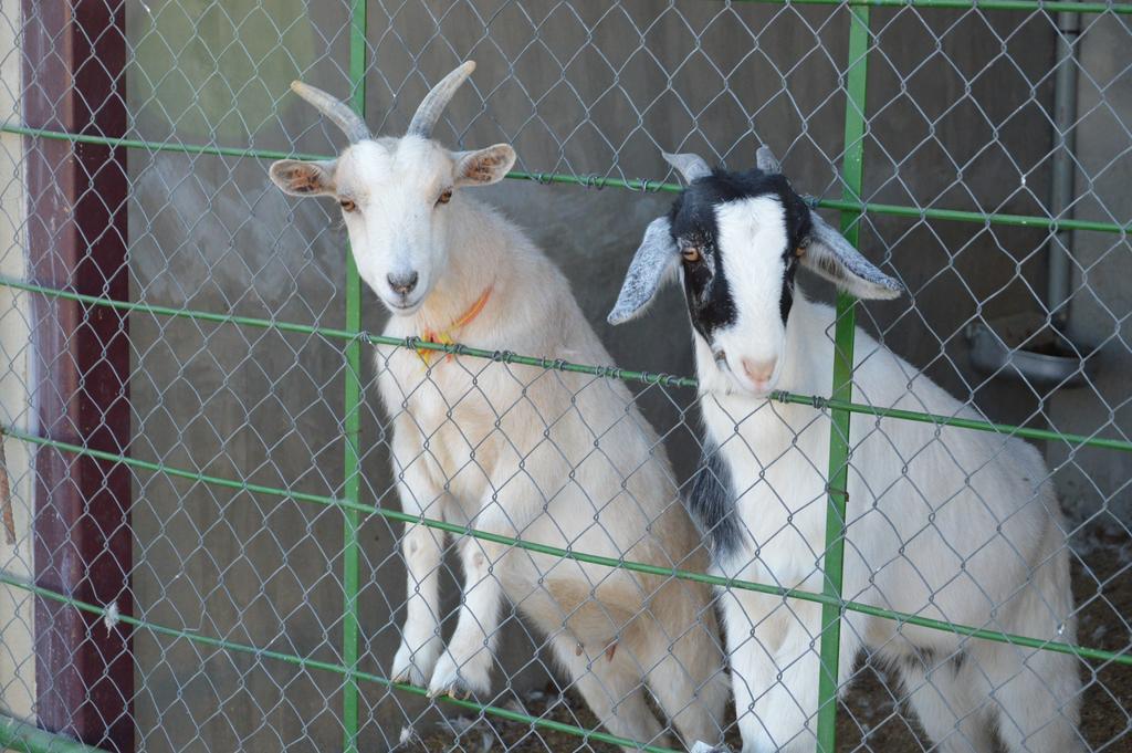 Rural Reillo Alojamientos Rurales Екстер'єр фото